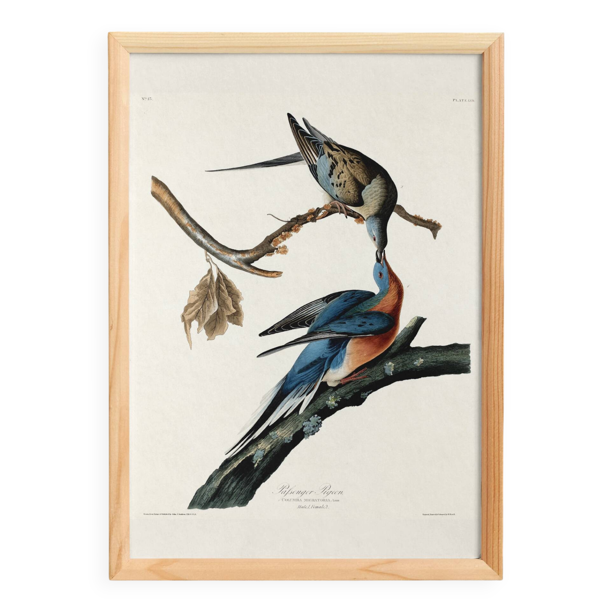 Poster about the Tourte voyageuse, based on an old engraving from 1827.