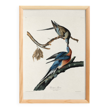Affiche sur la Tourte voyageuse, d’après une gravure ancienne de 1827.