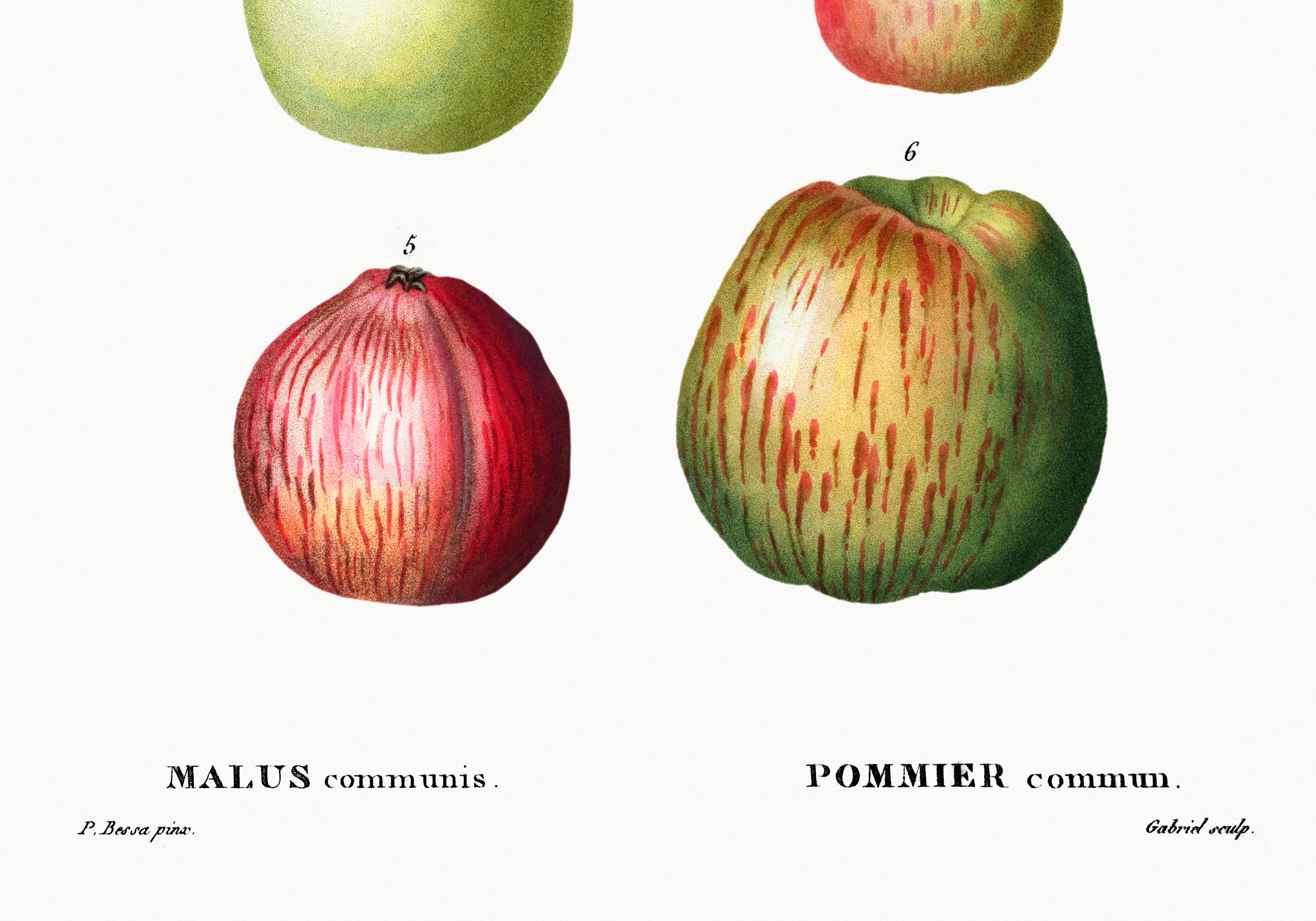 Poster about apples, based on an old engraving from 1802