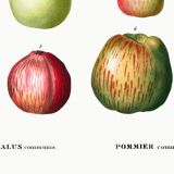 Poster about apples, based on an old engraving from 1802