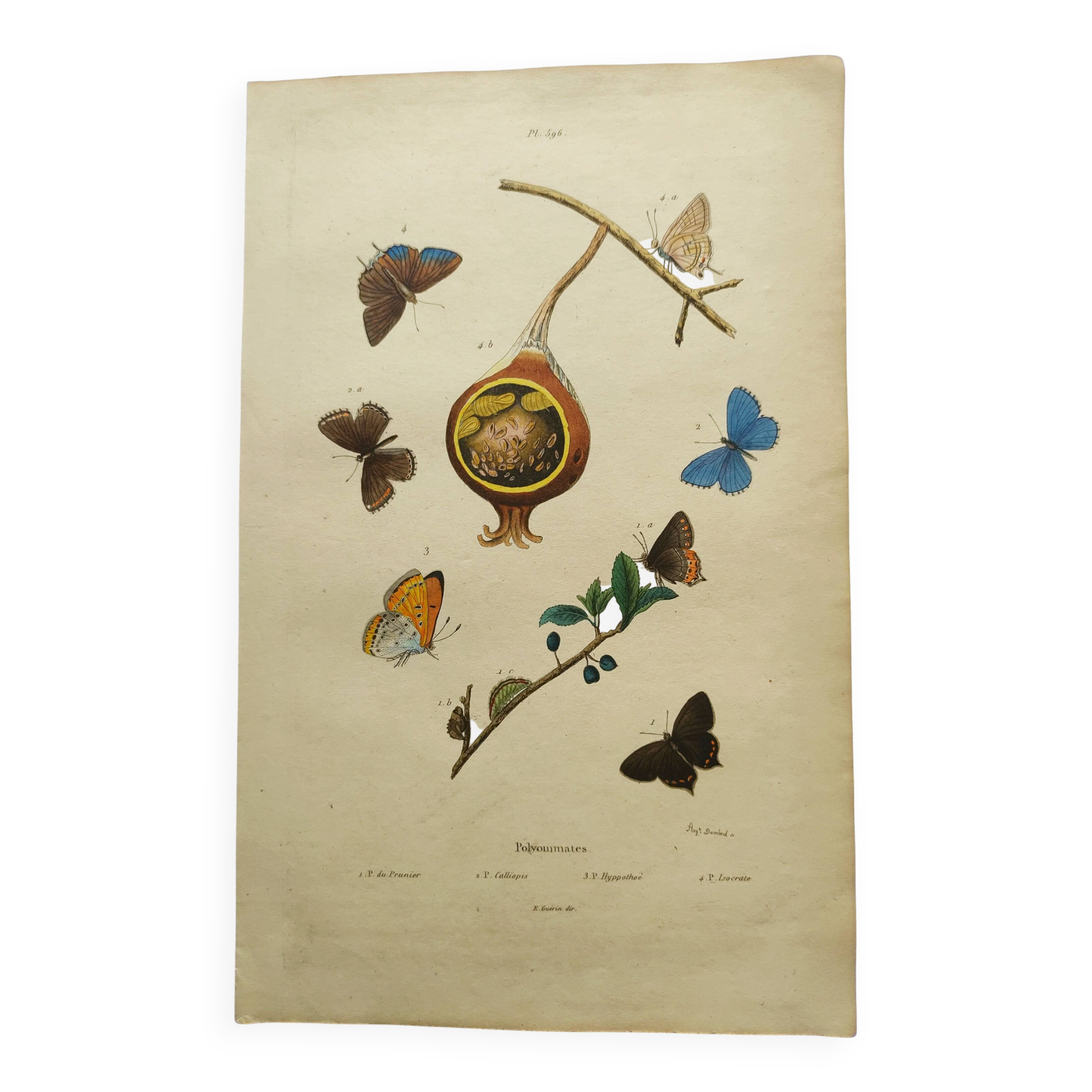 Antique engraving from 1839 - Butterflies by Dumesnil - Hand-colored plate