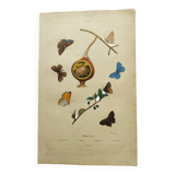 Antique engraving from 1839 - Butterflies by Dumesnil - Hand-colored plate