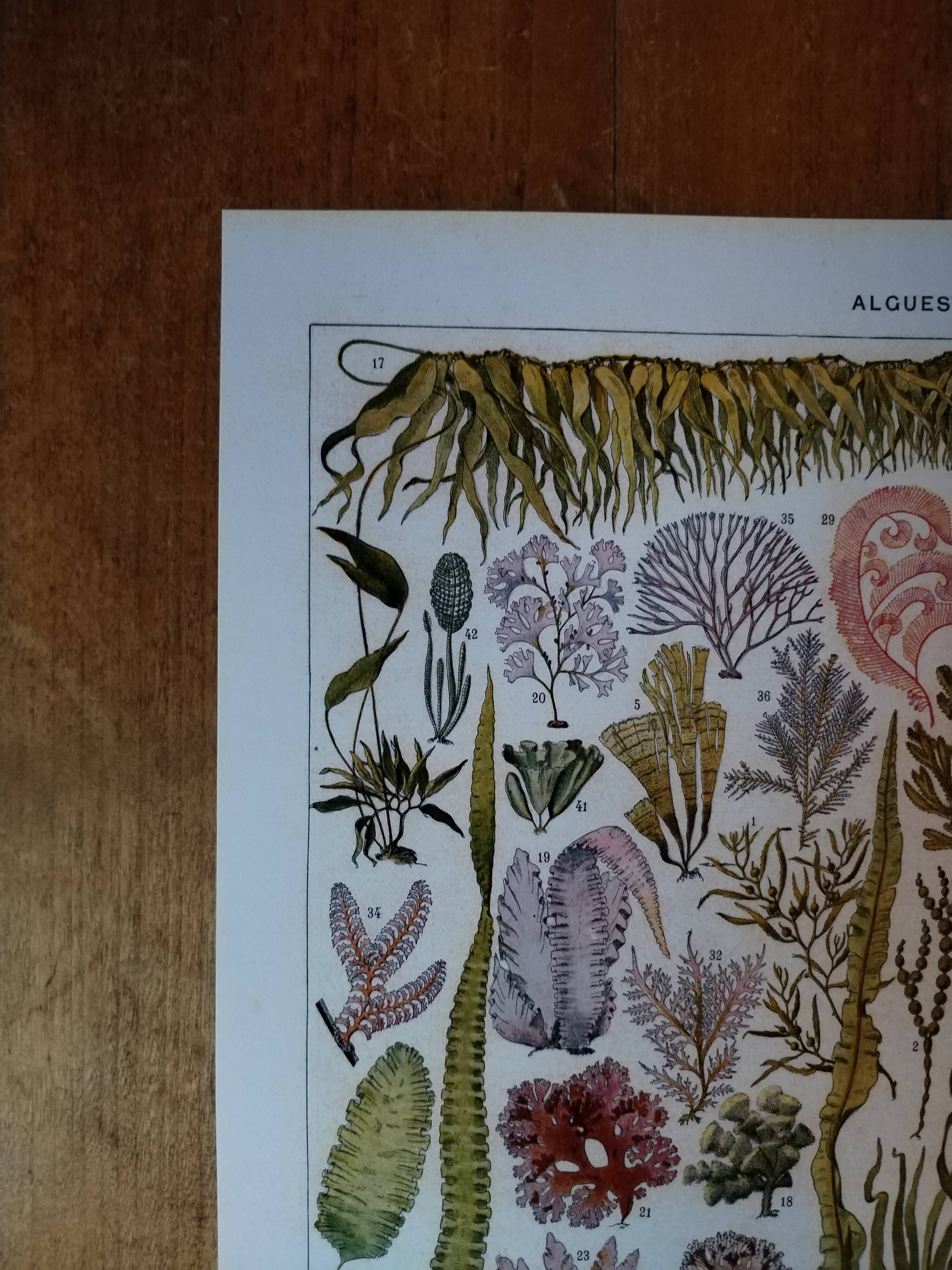 Original lithograph on algae