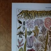 Original lithograph on algae