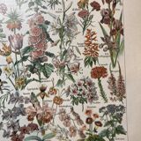 Lithograph on flowers from 1922