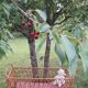 Vintage rattan baby cot