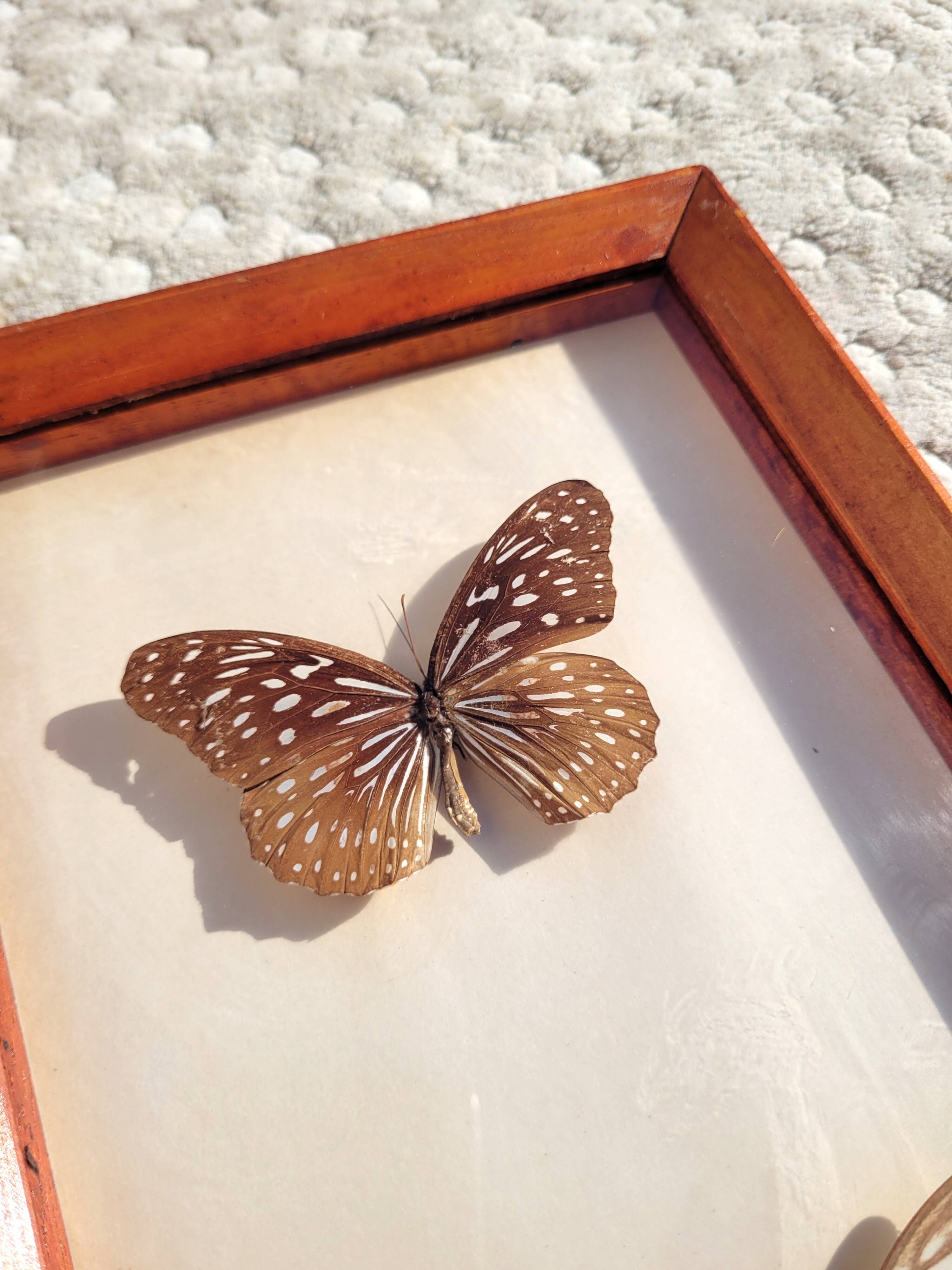 Painting with 3 butterflies