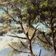 Villa by the seaside in Ramatuelle, oil on canvas signed Picard 1926.