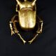 Contemporary style golden scarab wall sculpture in resin and metal