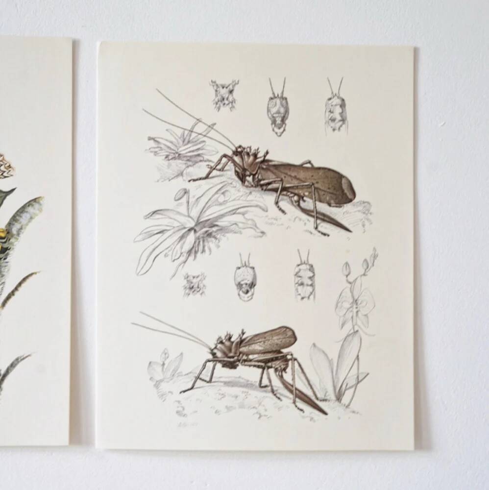 Plates of the bestiary from the Natural History Museum The grasshoppers