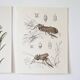 Plates of the bestiary from the Natural History Museum The grasshoppers
