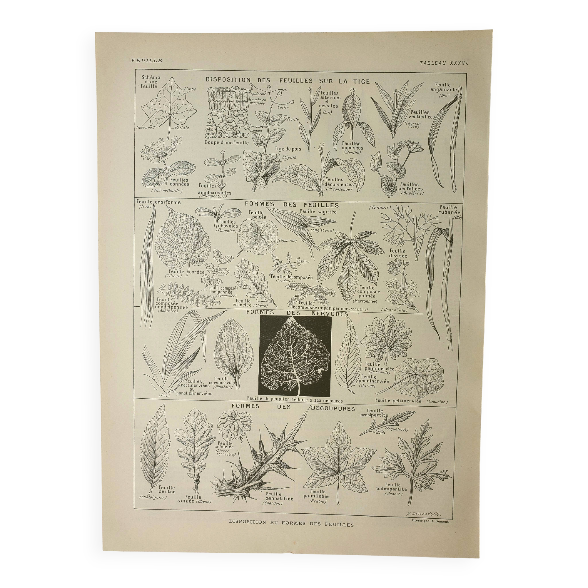 Antique engraving 1922, Leaf shape, botany, veins • Lithograph, original illustration