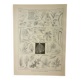Antique engraving 1922, Leaf shape, botany, veins • Lithograph, original illustration