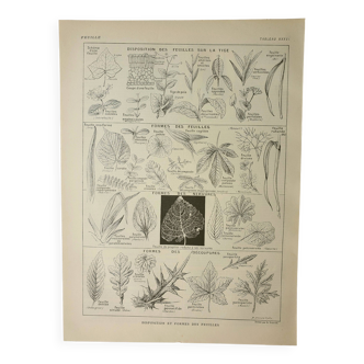 Antique engraving 1922, Leaf shape, botany, veins • Lithograph, original illustration