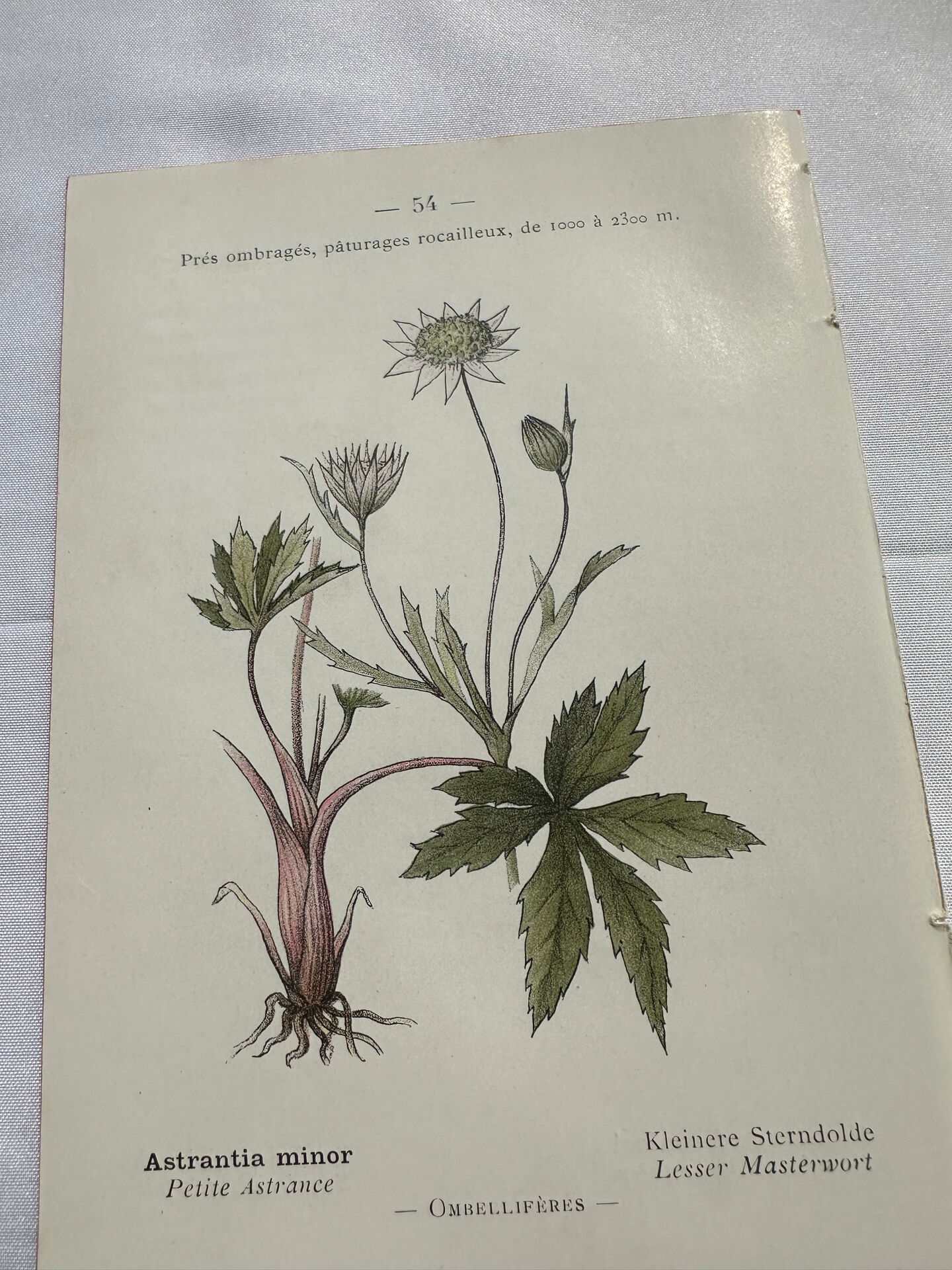 Vintage botanical plate flower and plant from France double-sided