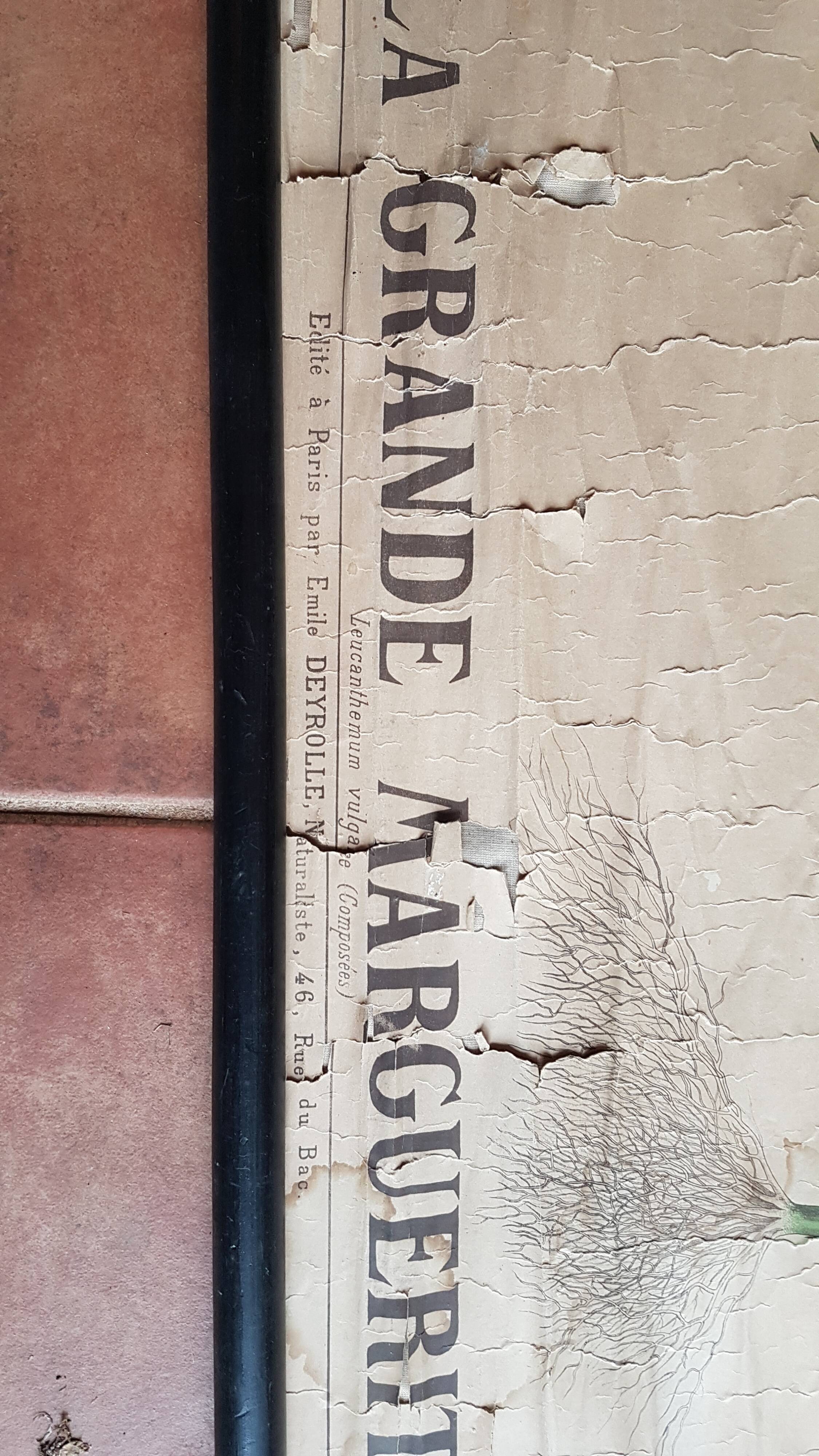 Old Deyrolle poster - the great daisy