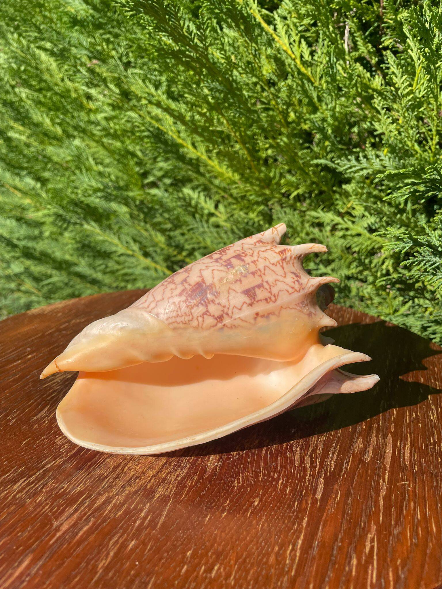 Large seashell: Imperial volute / Cymbiola imperialis