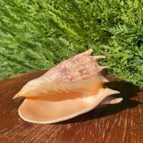 Large seashell: Imperial volute / Cymbiola imperialis