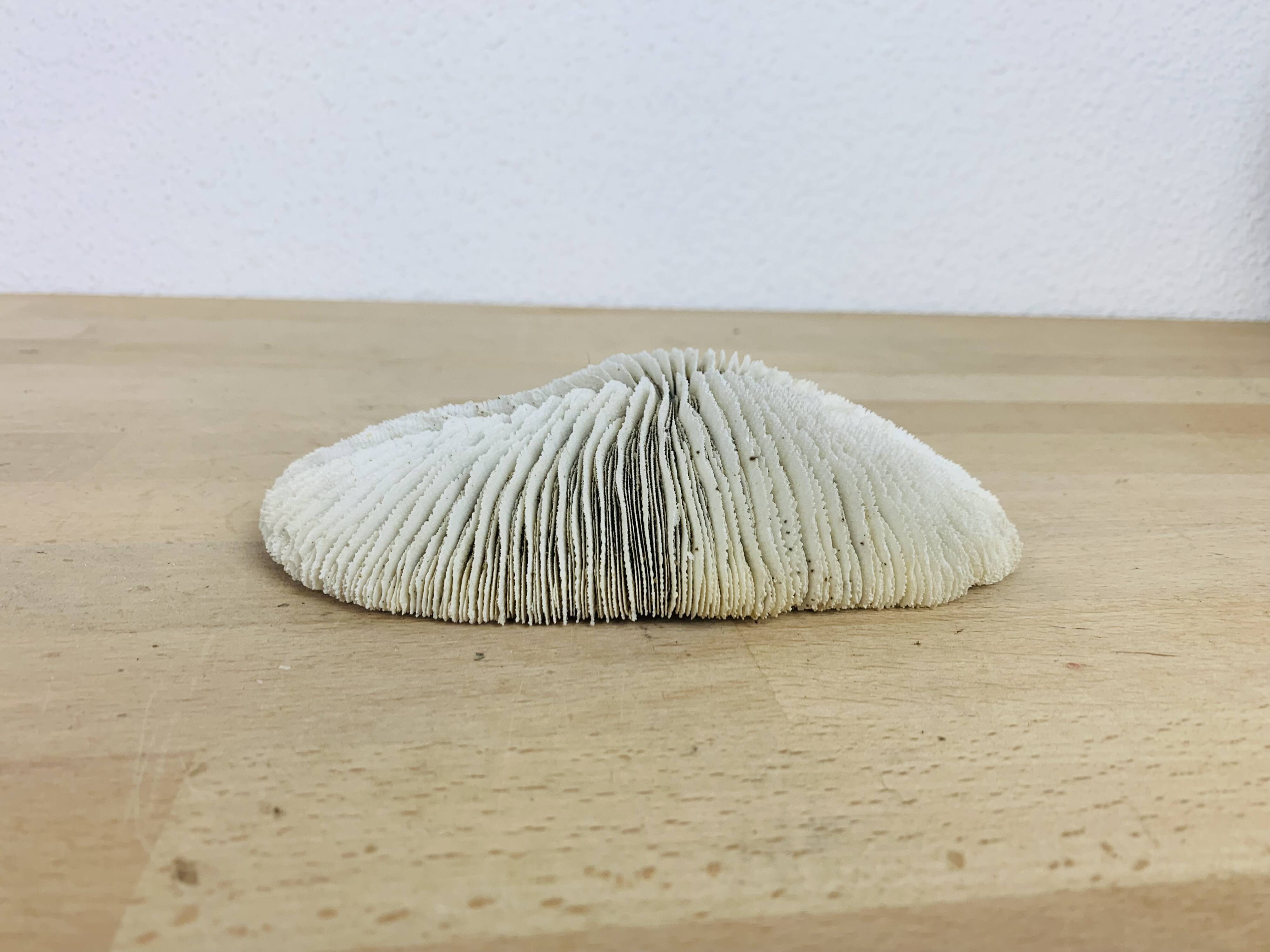 Natural White Fungia Coral