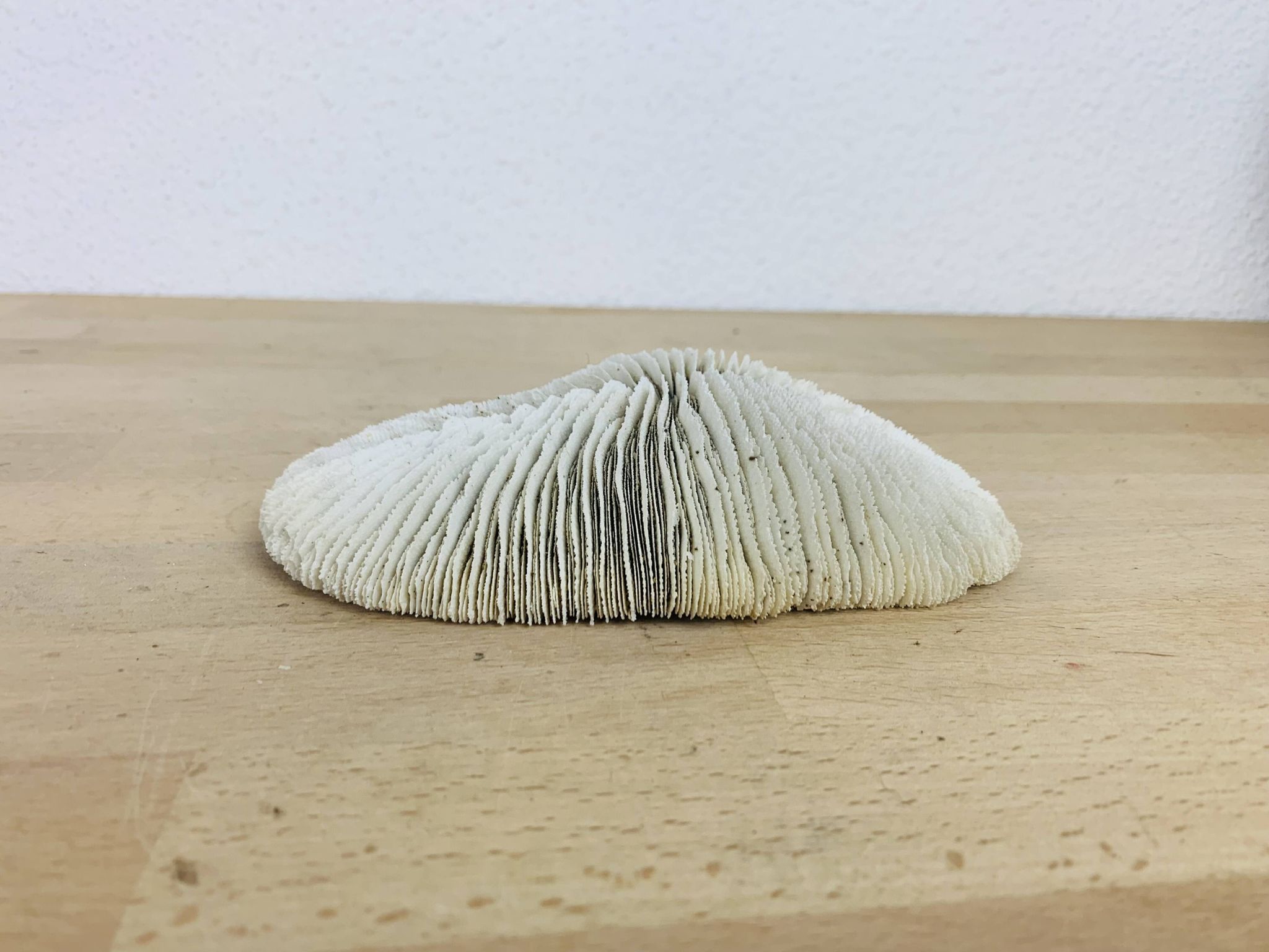 Corail Fungia blanc naturel