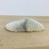 Natural White Fungia Coral