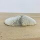 Natural White Fungia Coral