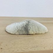 Corail Fungia blanc naturel