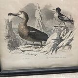Birds frame