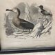 Bird frame
