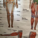 Anatomical board