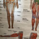 Anatomical board
