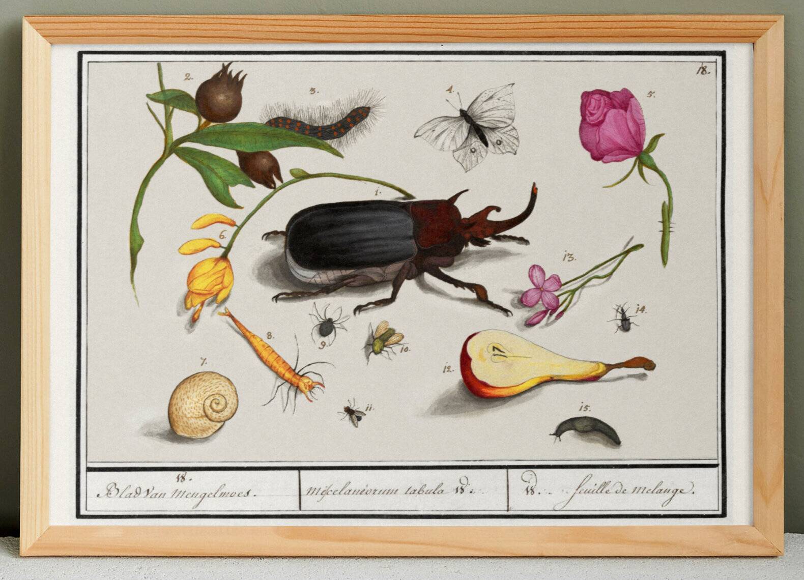 Small poster on insects and nature, based on an old engraving