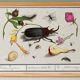 Small poster on insects and nature, based on an old engraving