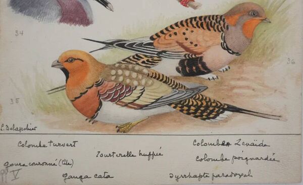 Colombes, Ganga Cata et Tourterelle, aquarelle originale signée Louis Delapchier