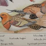 Louis DELAPCHIER: Doves, Sandgrouse and Turtle Dove, original signed watercolor