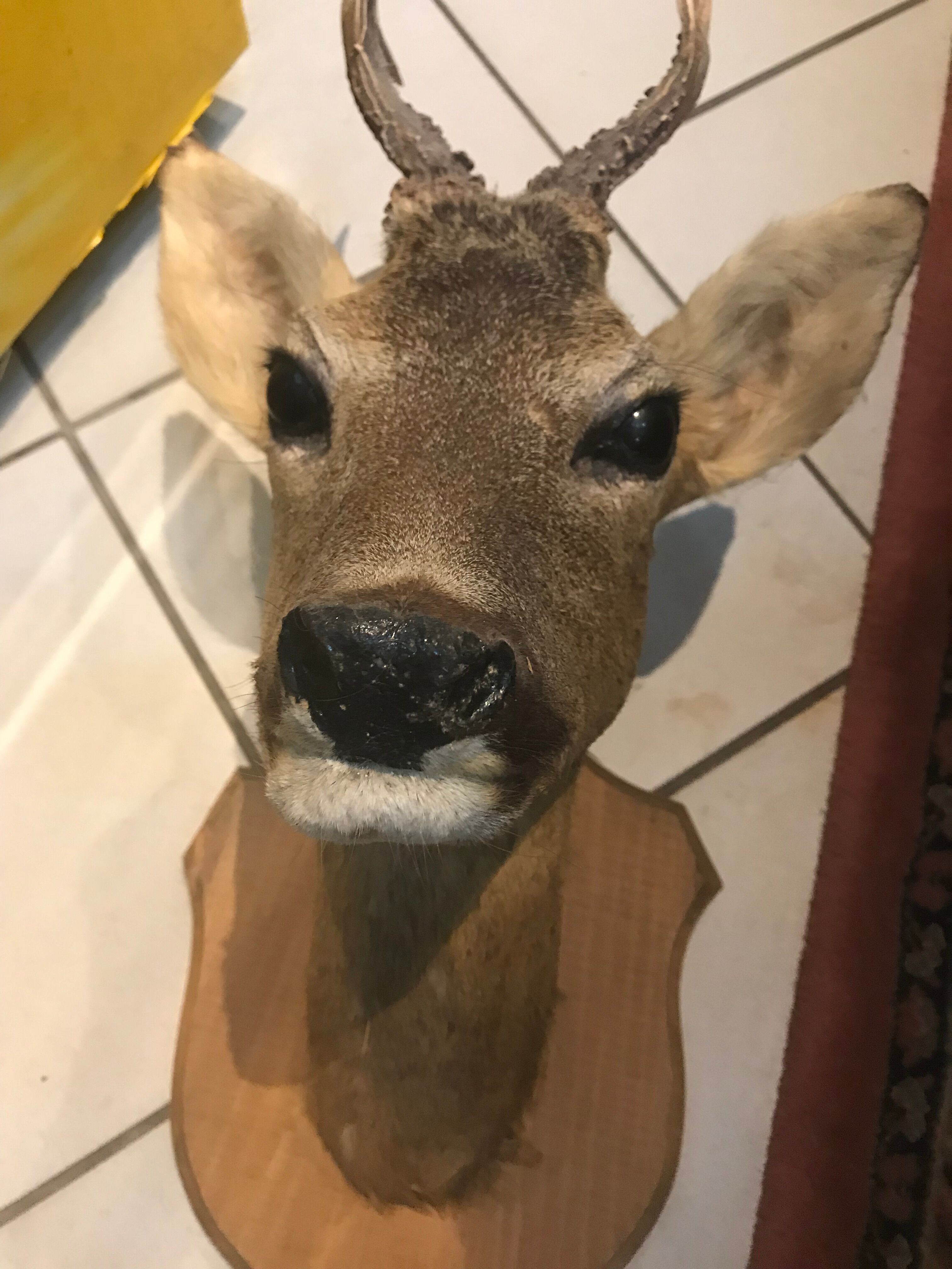 Trophy deer with wood