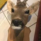 Trophy deer with wood