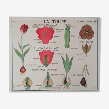 Ancienne affiche rossignol botanique, la tulipe-le bouton d'or