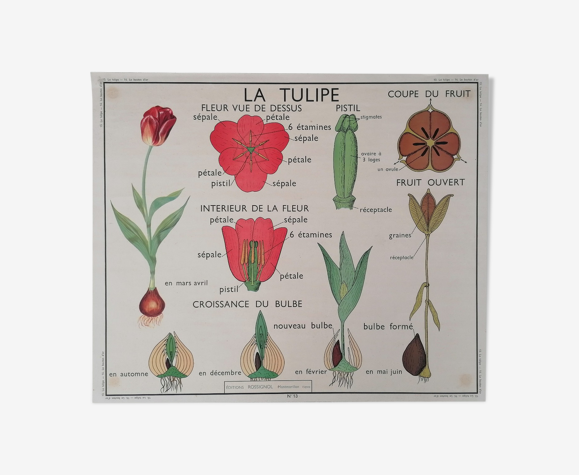 Ancienne affiche rossignol botanique, la tulipe-le bouton d'or
