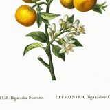 Poster about lemons, based on an old engraving from 1802