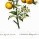 Poster about lemons, based on an old engraving from 1802