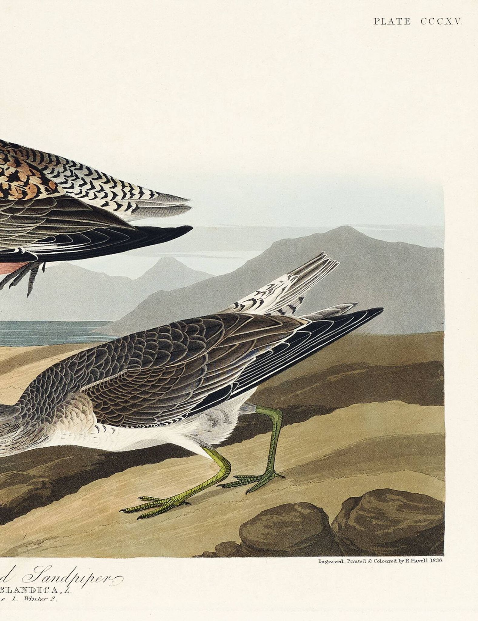 Poster about the Dunlin, after an old engraving from 1827.