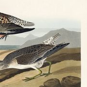 Poster about the Dunlin, after an old engraving from 1827.