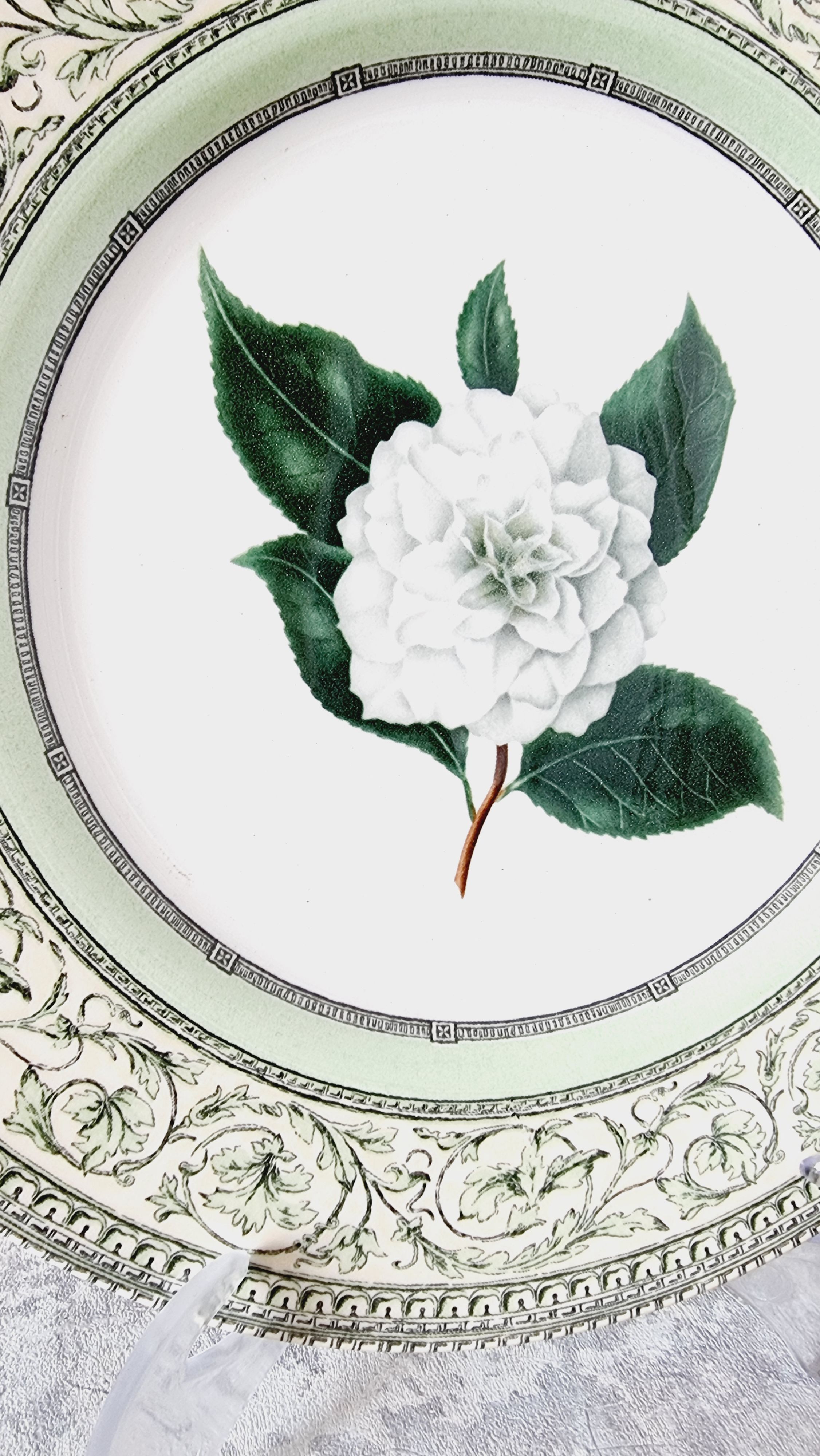 Vintage plate from the royal horticultural society applebee collection of england