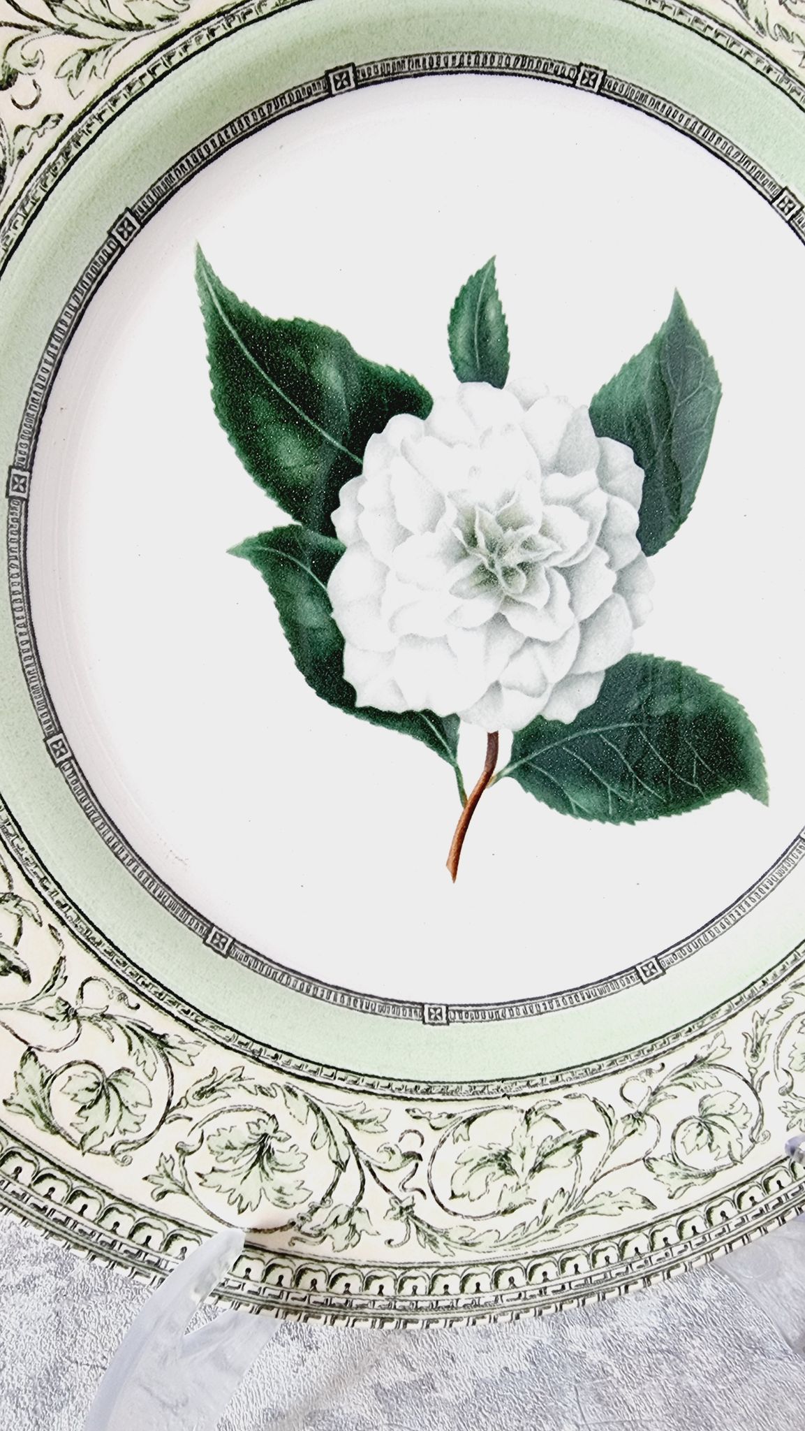Vintage plate from the royal horticultural society applebee collection of england