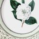 Vintage plate from the royal horticultural society applebee collection of england