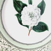 Vintage plate from the royal horticultural society applebee collection of england