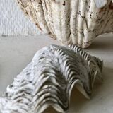 Lot coquillages anciens