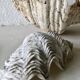 Lot coquillages anciens