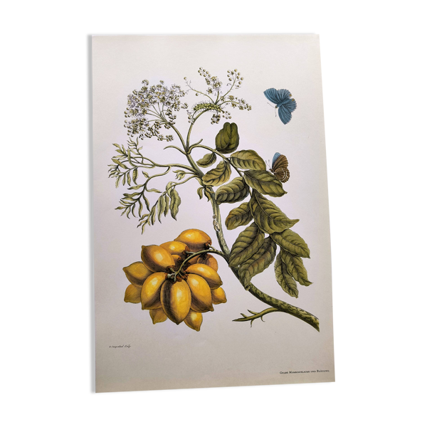 Illustration vintage - Plante aux fruits dorés par Merian. Planche ancienne — Beyit